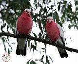 Galahs 9Y517D-004